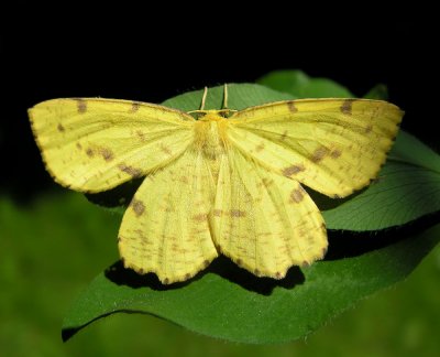 Xanthotype urticaria - #6740 - False Crocus Moth