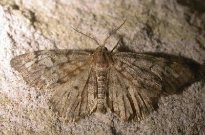 metallic-moth-17-06-2007.jpg