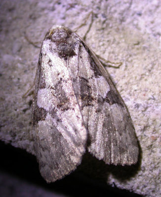 silver-moth-17-06-2007.jpg