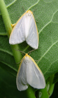 Cycnia tenera - 8230 - Dogbane Tiger Moth
