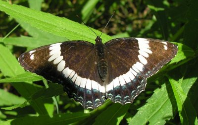 Limenitis arthemis - White Admiral