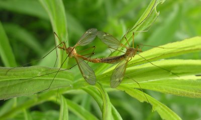 Crane fly pair - view 1