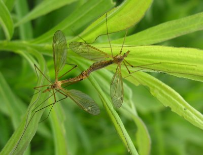 Crane Flies