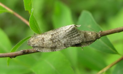 unidentified pair of moths - June 6, 2007