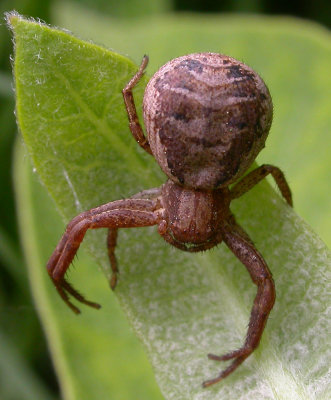 Xysticus emertoni (probable) -- female