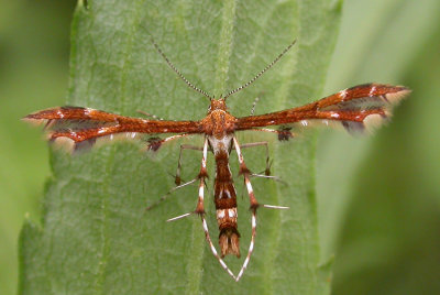 Plume moth - possibly Himmelman's Plume Moth #6092