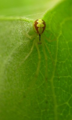Theridion frondeum (probable) - view 1