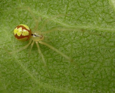 Theridion frondeum (probable) - view 2