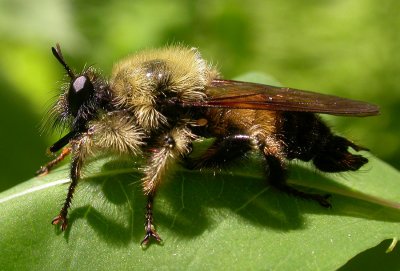 Robber Flies -- Asilidae