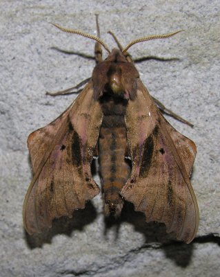 Paonias excaecatus - 7824 - Blinded Sphinx Moth - view 1