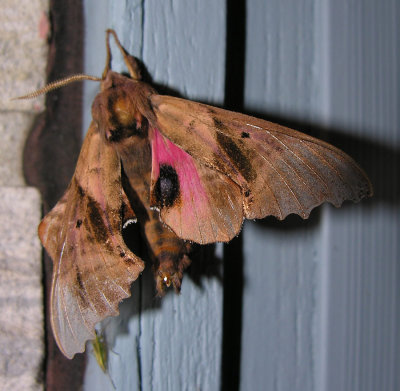 Paonias excaecatus - 7824 - Blinded Sphinx Moth - view 2