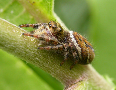 Phidippus clarus - female - view 3