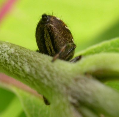 Phidippus clarus - female - view 4