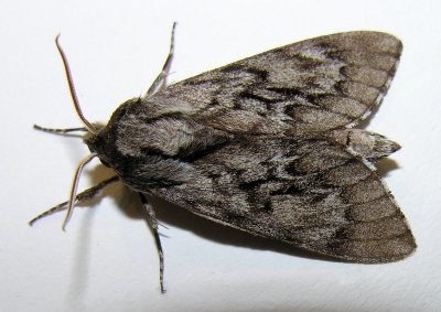 Lapara bombycoides - 7817 - Northern Pine Sphinx moth
