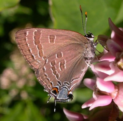 Satyrium calanus - Banded Hairstreak