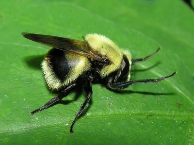 unidentified bee mimic fly
