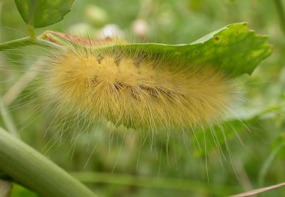 Spilosoma virginica - Virginian Tiger Moth