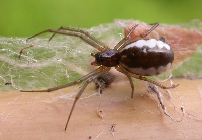 Frontinella communis - female - view 1