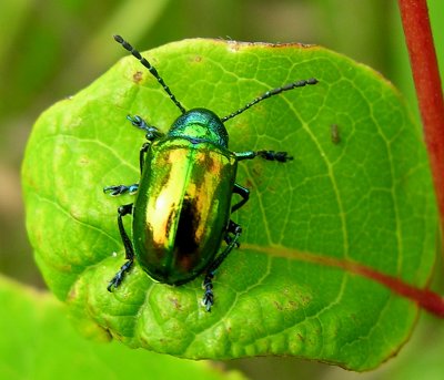 Chrysochus auratus - Dogbane Beetle - view 2