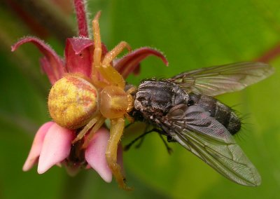 Misumenops asperatus (?) - female - with prey