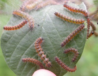 Buckthorn caterpillars - close-up