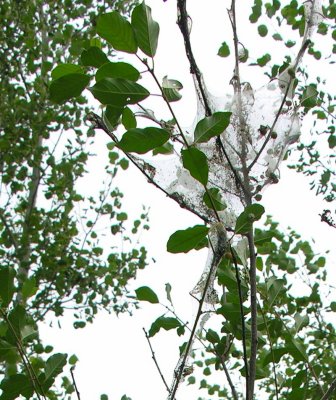 Buckthorn leaves - upper