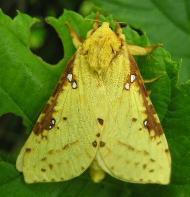 Sthenopis thule - 0021 - Willow Ghost Moth