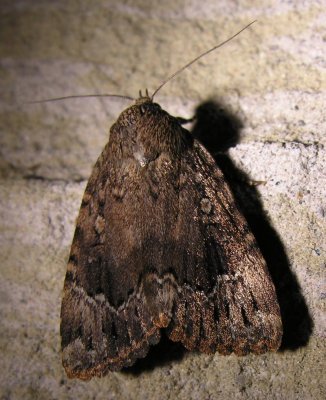 Amphipyra pyramidoides - 9638 - Copper Underwing Moth