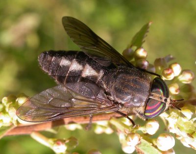 Horse Flies - Tabanidae