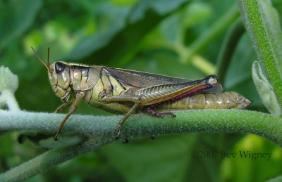 Melanoplus bivitattus - Two-striped Grasshopper ~