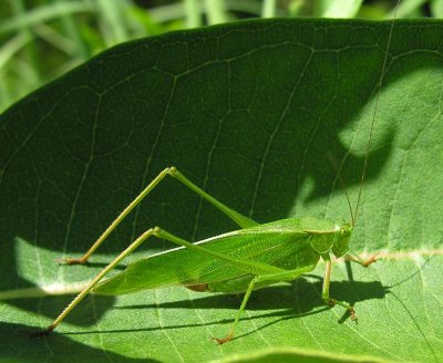 Scudderia furcata (?) ~ Fork-tailed Bush Katydid (?)