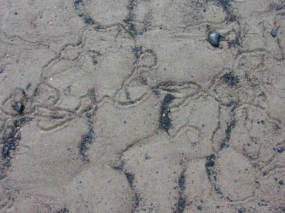 snail tracks on beach -1