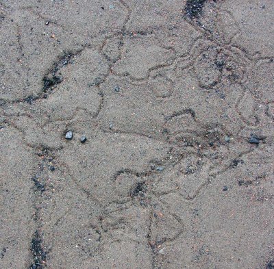 snail tracks on beach - 2