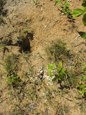 disturbed turtle nest -1