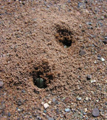 Tiger Beetles making burrows on a sandy beach
