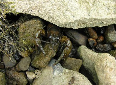 Crayfish under rock