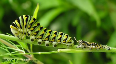 Papilio polyxenes (molting) - Black Swallowtail