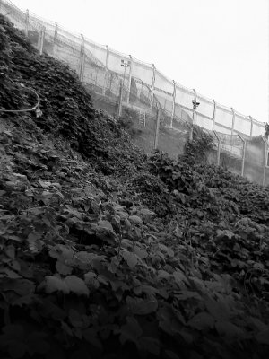 13Oct07 - Ma Po Ping Prison, Lantau, HK