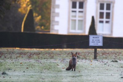 Fox at Ashdown House