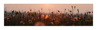 Sunset Dandelions