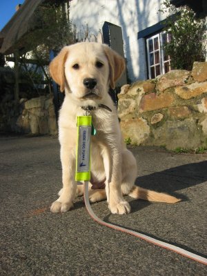 See more of Guide Puppy Ufton