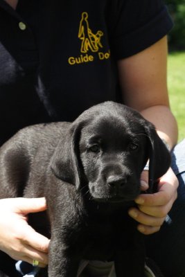 Shelly arrives aged 8 weeks