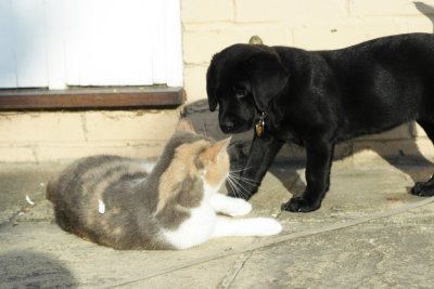 Shelly meets the cat