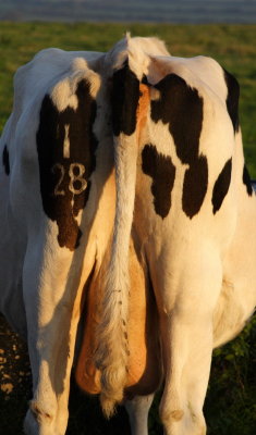 Number 28