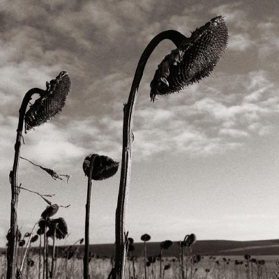 Dead Sunflowers