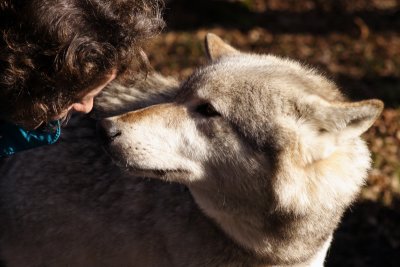 UK Wolf  Conservation Trust