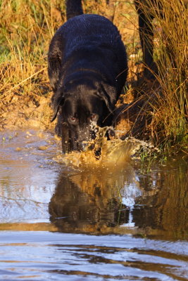 Labradors love water!