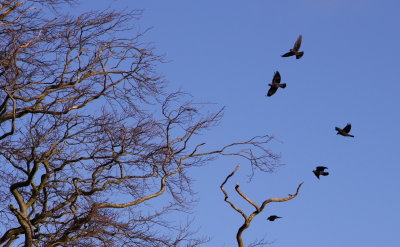 Jackdaws coming home to roost