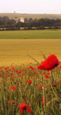 Poppies at Ashdown