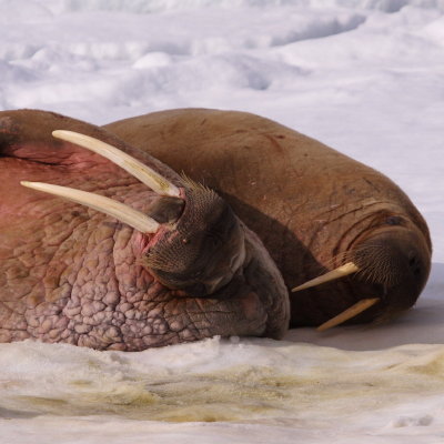 Walrus and Seals